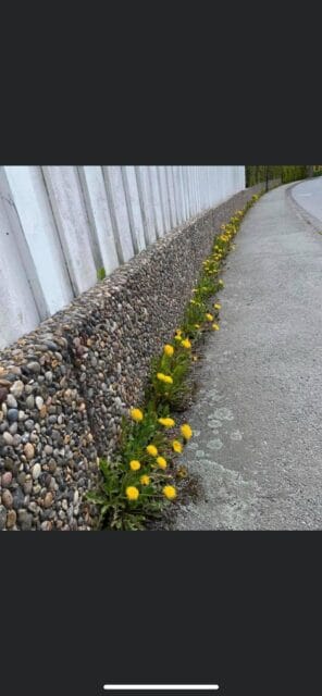 Huvudsakligen Hemifrån